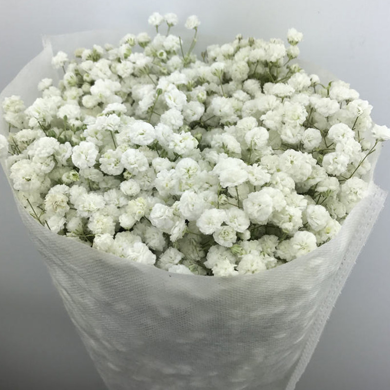 云南鲜花基地直发满天星新鲜真花花束直批超巨型昆明花卉伊洛斯