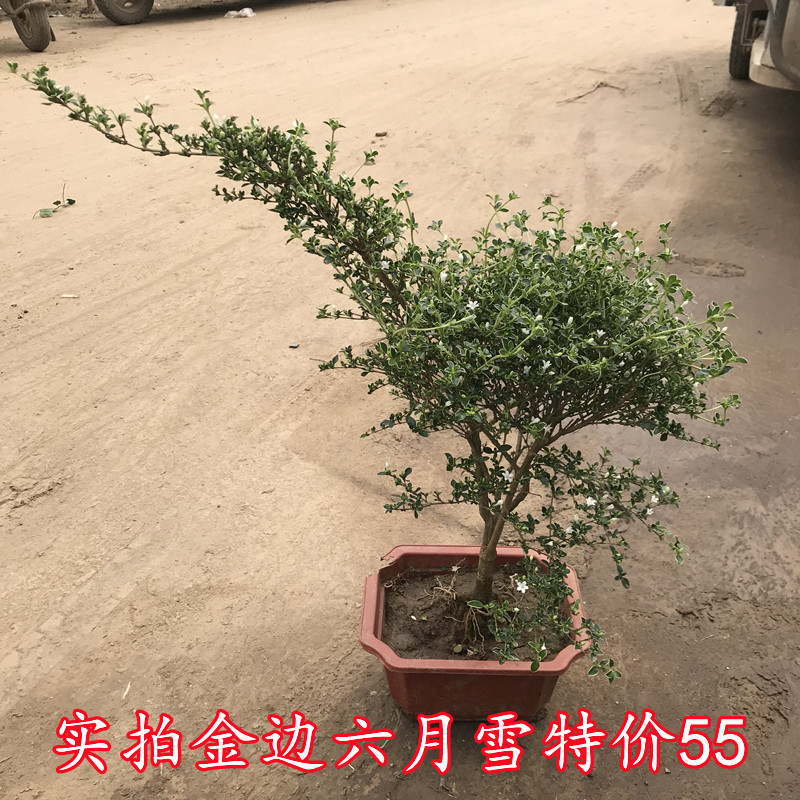 盆栽绿植金边六月雪盆景树桩桌盆景绿植金边六月雪苗盆栽