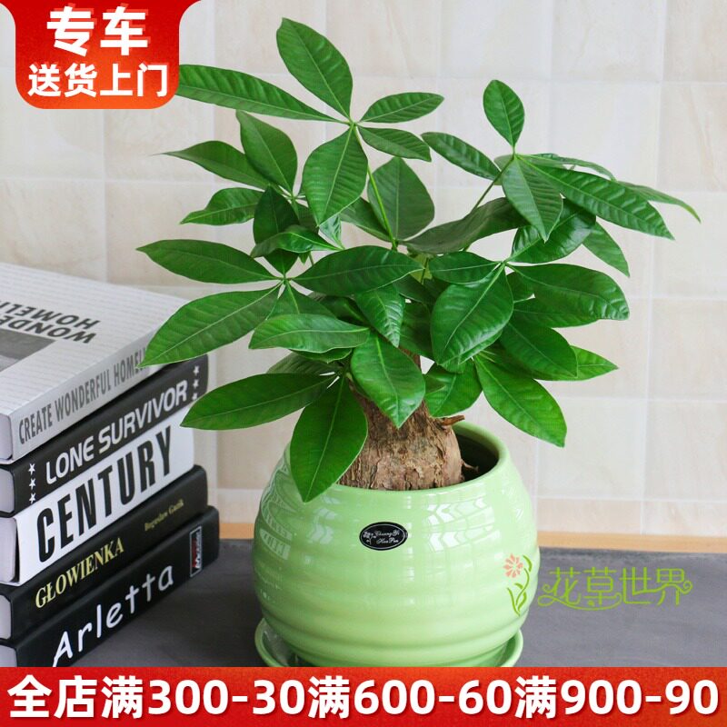 小发财树盆栽 好养的小植物 净化室内空气 上海花草世界