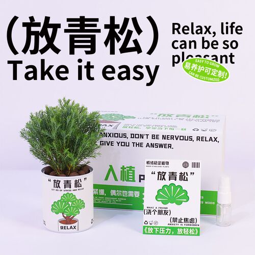 入植放轻松青松雾凇绿植室小盆栽情绪稳定植物送礼品