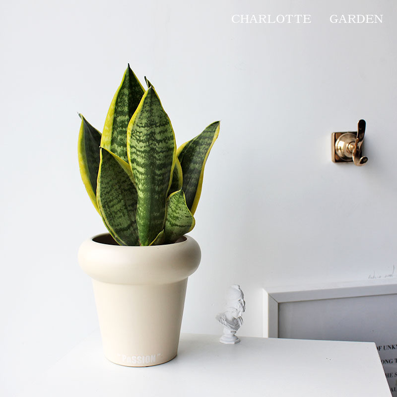 Che 金边虎皮兰 虎尾兰 喜阳抗旱植物盆栽 寓意富贵招财