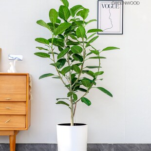 绿森高山榕盆栽网红绿植客厅办公室净化空气青叶橡皮树造型植物