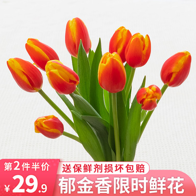 郁金香鲜花云南基地直发水养x鲜切花插瓶真花束节日礼物家庭插花