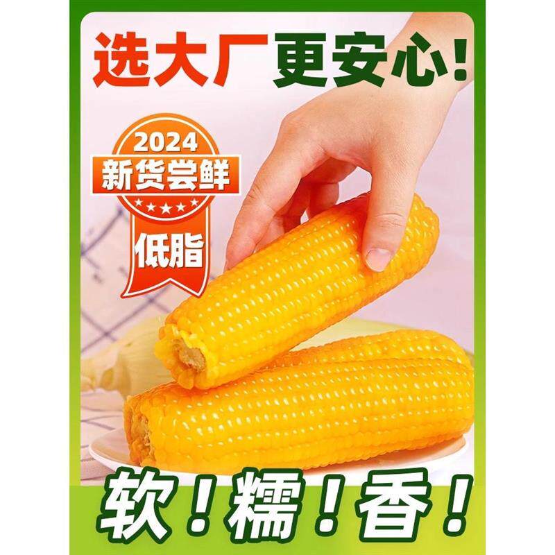 。东北玉米黄白糯玉米棒非