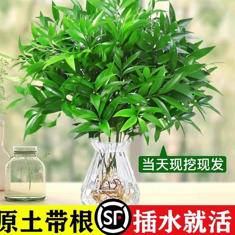 长期水培植物竹柏盆栽水培水养植物室内驱蚊树苗四季常青客厅桌面