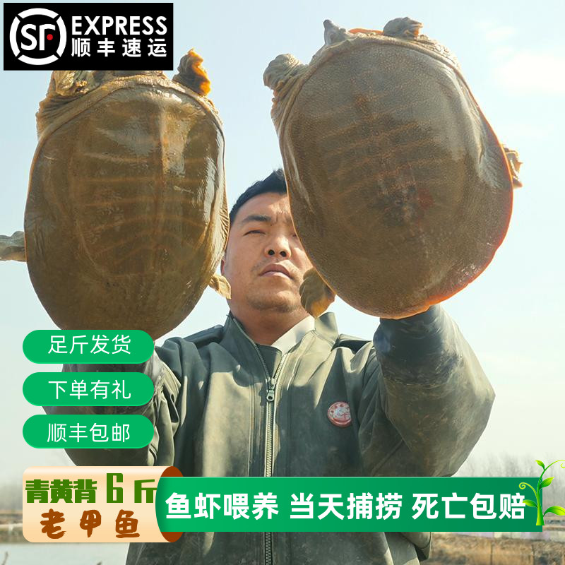 顺丰包邮活甲鱼新鲜外塘王八水鱼