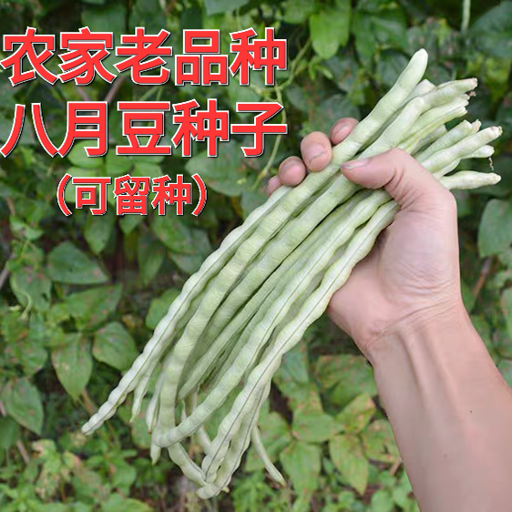白玉豇豆种子八月豆角种籽