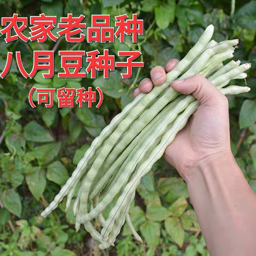 白玉豇豆种子八月豆角种籽