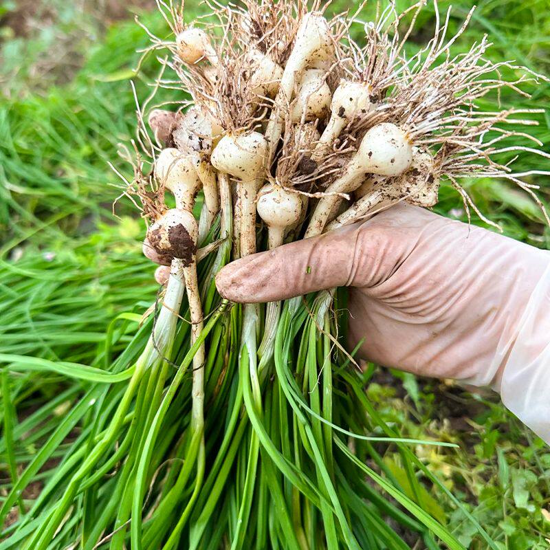 小根蒜种子野葱野蒜薤白种籽山蒜大脑瓜儿地方特色野菜野生蔬菜种