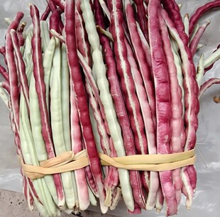 老品种冬红白豇豆角本地老品种循环自留新鲜现摘筷子短缸豆角种籽
