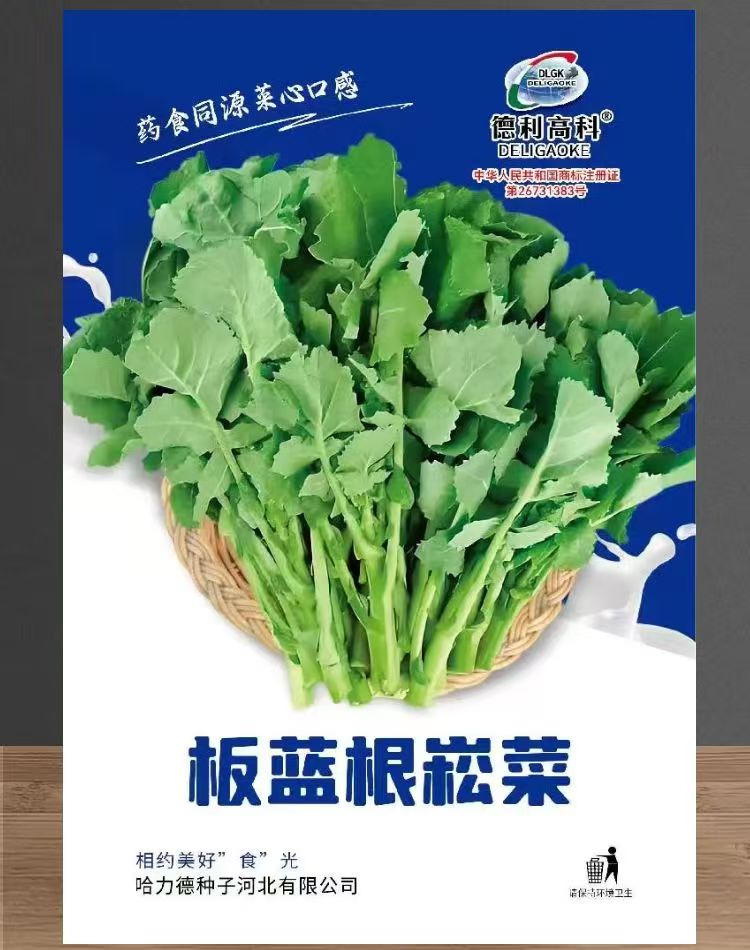 板蓝根菜苔种子蔬菜种孑