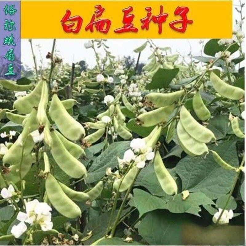 农家自留种白扁豆种子蛾眉豆角架爬藤四川春夏季高产蔬菜种扁豆籽
