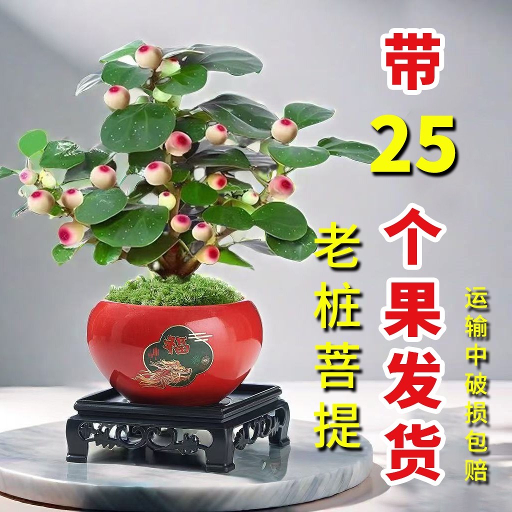 小盼菩提树老桩带果盆栽阳台绿植室内办公室客厅招财植物好养易活图片