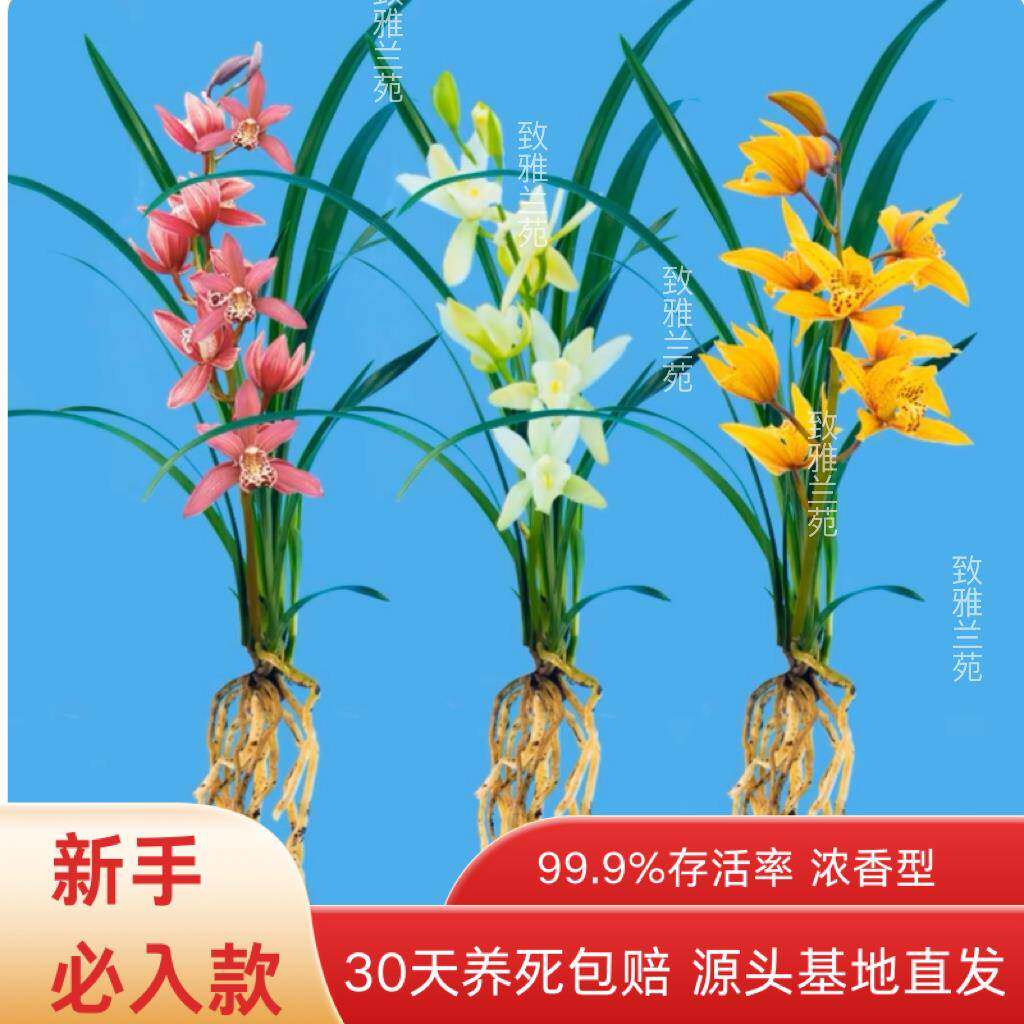 【新手必入套餐】兰花苗浓香型室内花卉盆栽绿植好养易活送礼图片