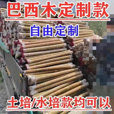 巴西木土培水培好养开花早定制