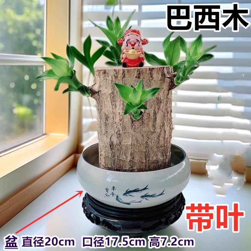 巴西木带叶大号粗壮款带叶带芽发货越粗越好养开花早加粗带芽叶