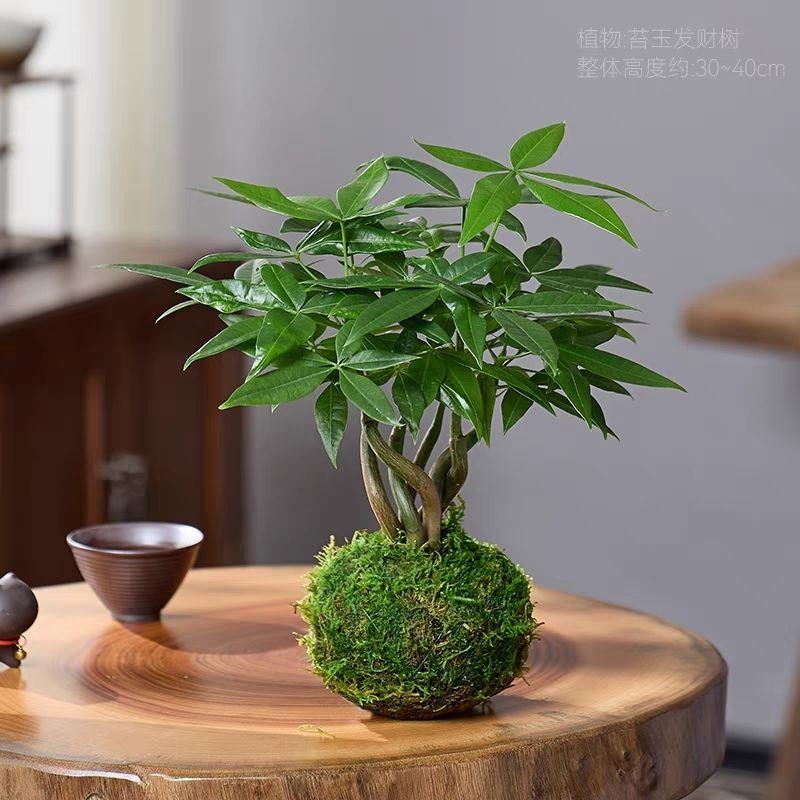 五福发财树苔藓球植物办公室桌面客厅盆栽绿植室内盆景花卉招财