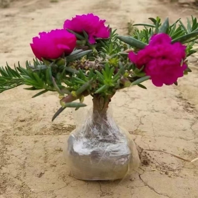 网红重瓣太阳花造型太阳花重瓣太阳花老桩太阳花苗重瓣大花玫红王,鲜花速递/花卉仿真/绿植园艺,造型盆景,淘宝优惠券,粉丝福利购,淘宝优惠卷