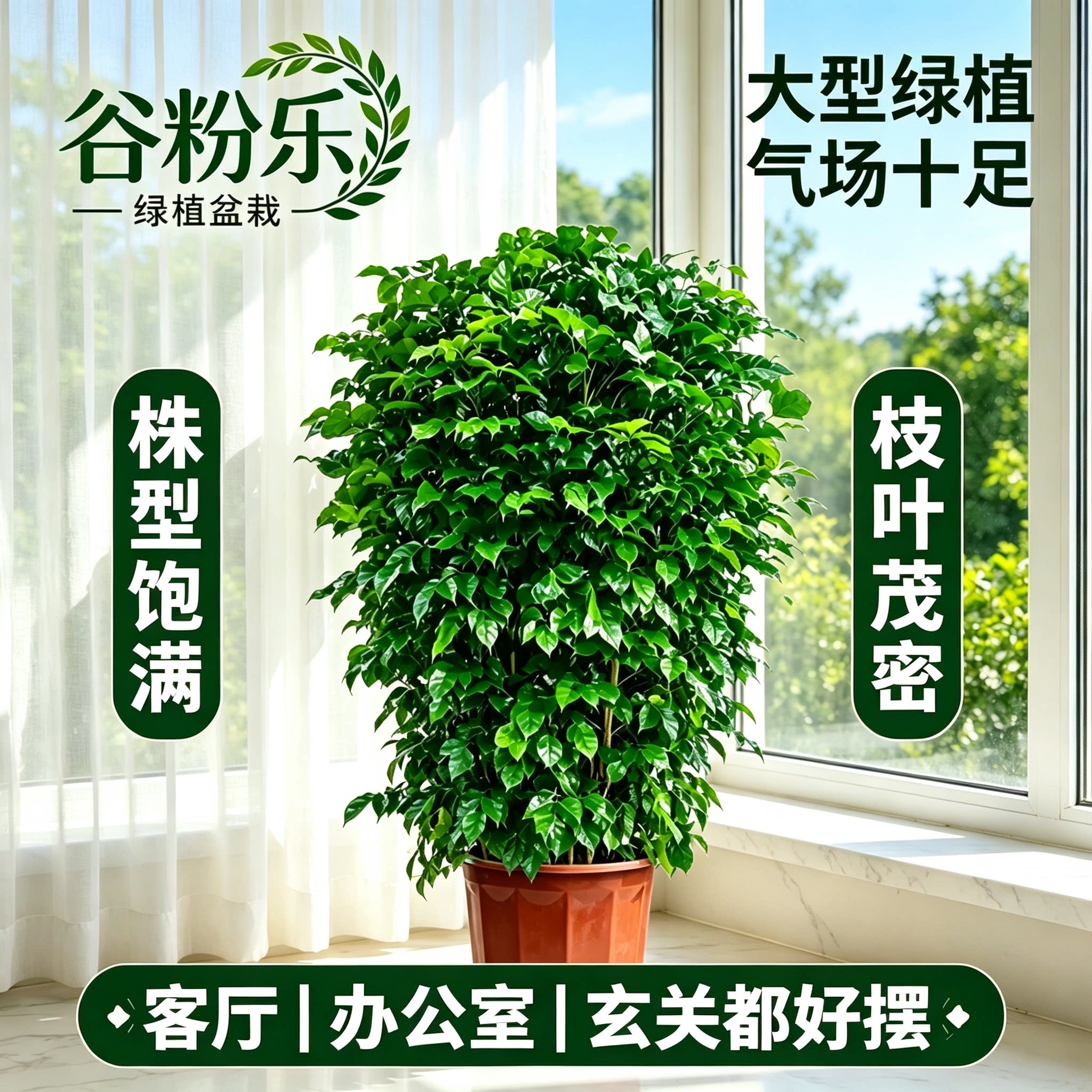 幸福树客厅大盆栽室内好养花卉盆景绿植办公室除甲醛四季常青植物