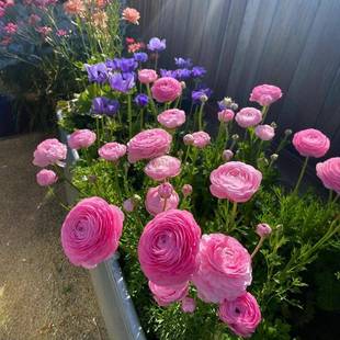 重瓣花毛茛种球洋牡丹花苗花种子室内外庭院四季种植盆栽花卉植物