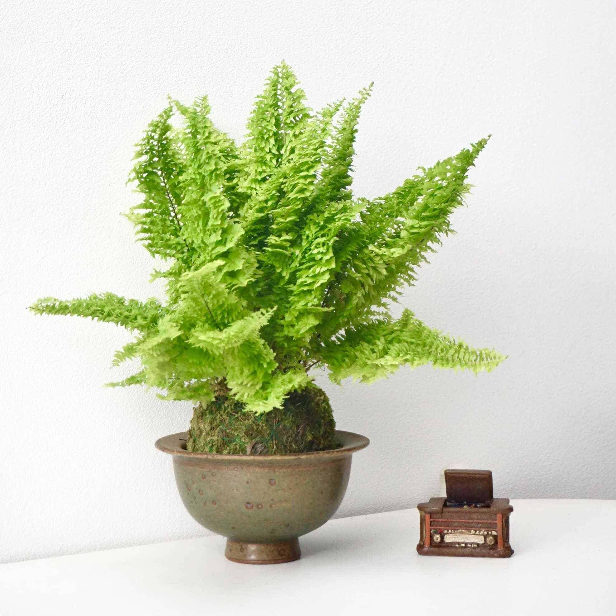 棉花糖蕨苔藓球｜室内耐荫绿植立体毛绒触感绿植蕨类