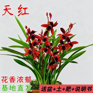 建兰天红四季兰花苗带花苞室内好养浓香花卉盆栽绿植开花客厅阳台