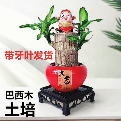土养巴西木带叶子好养活开花早