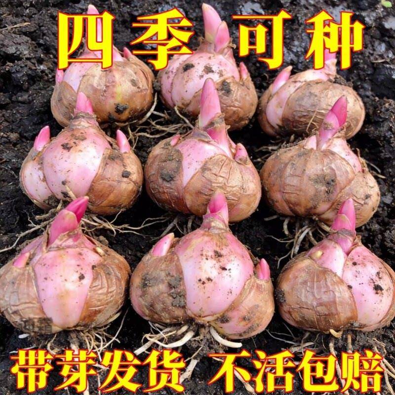 进口重瓣香水百合花种球特大卉盆栽绿植物开室内阳台鲜花四季浓香图片