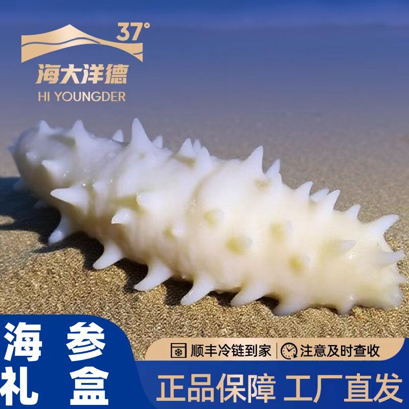威海海大洋德淡干白玉参白刺王参紫玉参黄金即食刺参海参礼盒