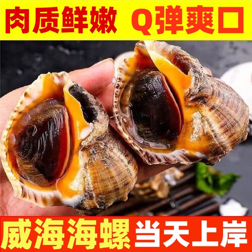 海螺鲜活特大海鲜超大海螺响螺