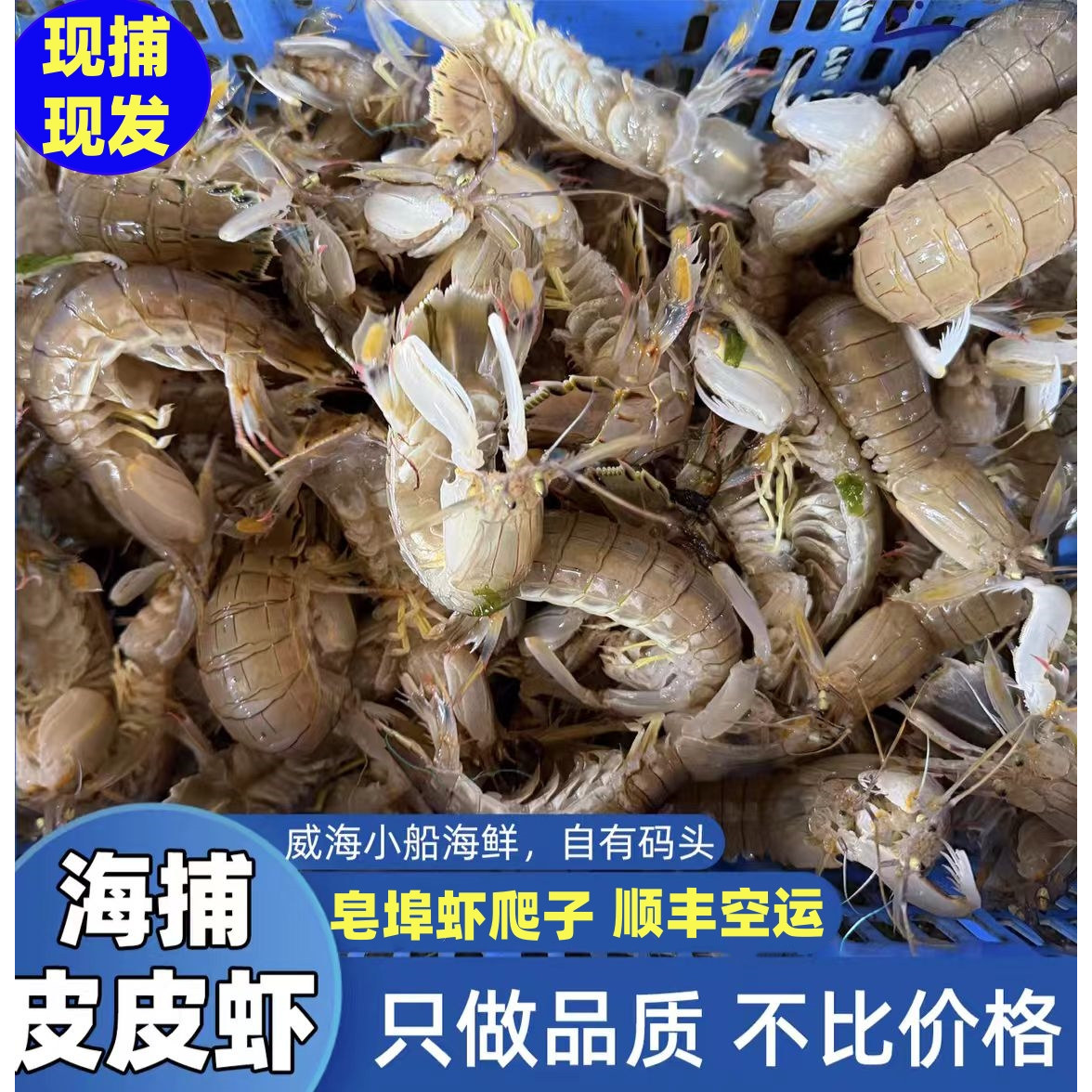 【保鲜不保活】威海皮皮虾鲜活特大新鲜海鲜水产琵琶虾姑虾爬子
