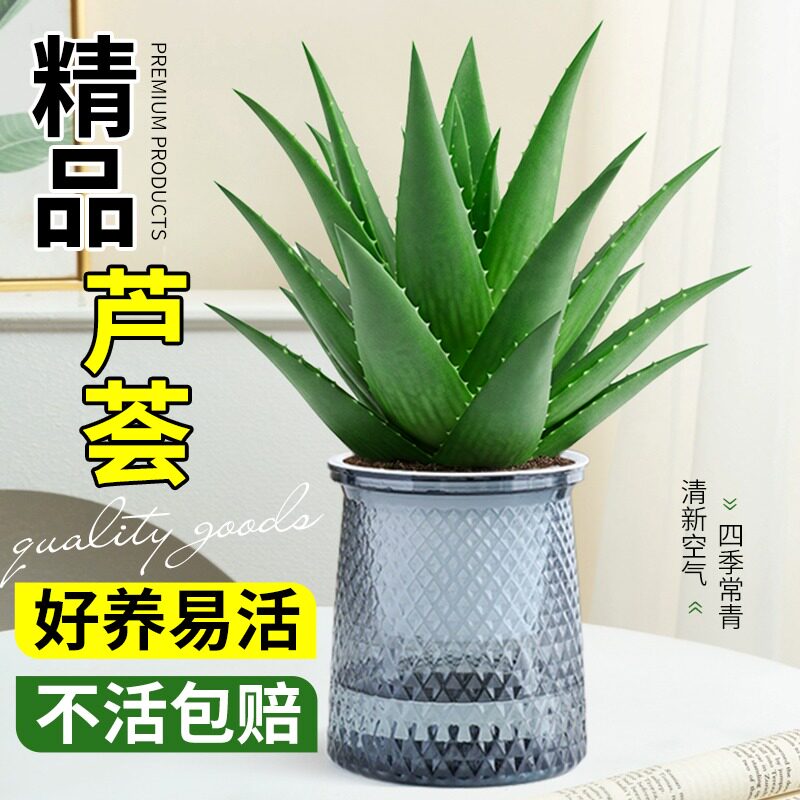 芦荟芦荟盆栽水培水培绿植花卉办公室内桌面客厅净化空气多肉植物