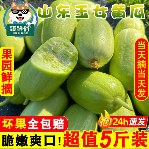 山东玉女小黄瓜新鲜生吃正宗奶油青瓜当季水果蔬菜现摘即食整箱