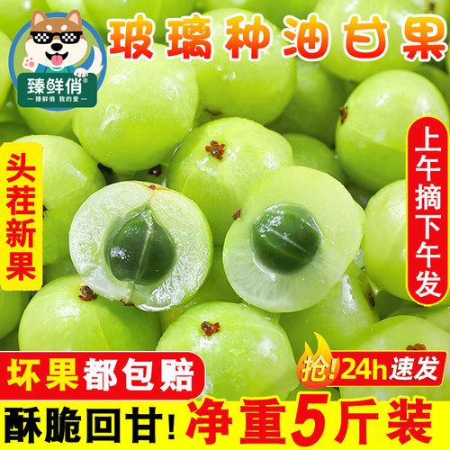 新鲜青油柑余甘子油甘果牛甘果油柑果回甜油甘云南滇橄榄老玻璃种
