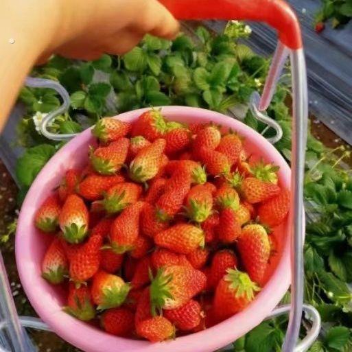 提盆见描述夹子2钩盆摘草有莓用塑料盆夹子适合所直径4厘器米盆子