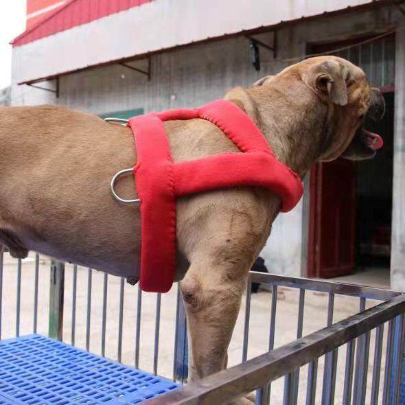 狗胸背带中大型犬比特犬拖重带负重训练装备狗拉车背带