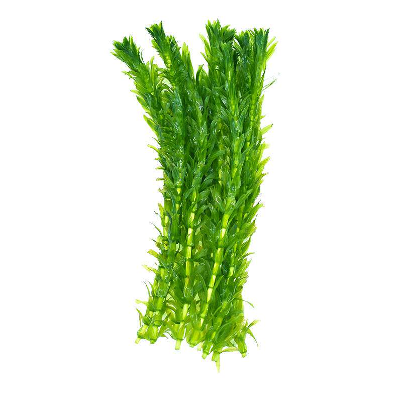 鱼缸造景水草用品养大全热带植物神器专用冷里的真小装饰摆件套餐