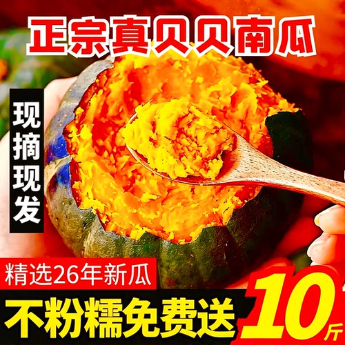 真贝贝南瓜10斤正宗山东新鲜板栗味惠和一号南瓜现摘婴儿孕妇粉糯