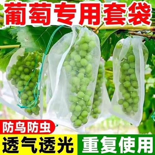 葡萄套袋专用袋子防虫防鸟神器纱网袋水果草莓阳光玫瑰保护袋套袋