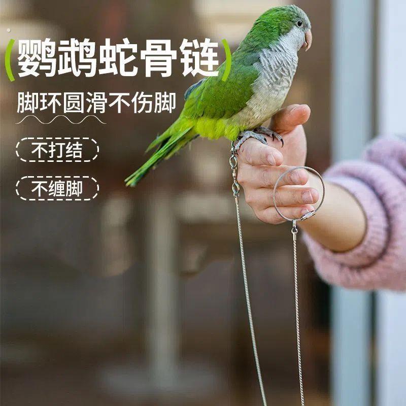 鹦鹉脚炼不伤脚不锈钢脚环遛鸟绳虎皮小太阳专用牵引绳防咬鸟链子