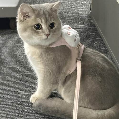 猫咪牵引绳防挣脱外出专用背心式防走丢工字背带遛猫狗宠物用品