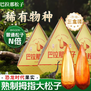 央妈推荐云南巴拉那松子官方旗舰店云南拇指大松子巴西松子巴拉纳