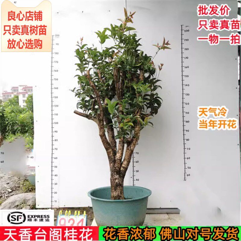 天香台阁桂花苗正宗黄金桂花金黄色味香南方阳台庭院盆栽地栽树苗