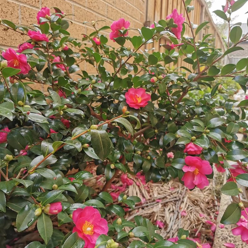 茶梅苗茶梅树苗庭院阳台室内外浓香耐寒花卉盆栽花花苞