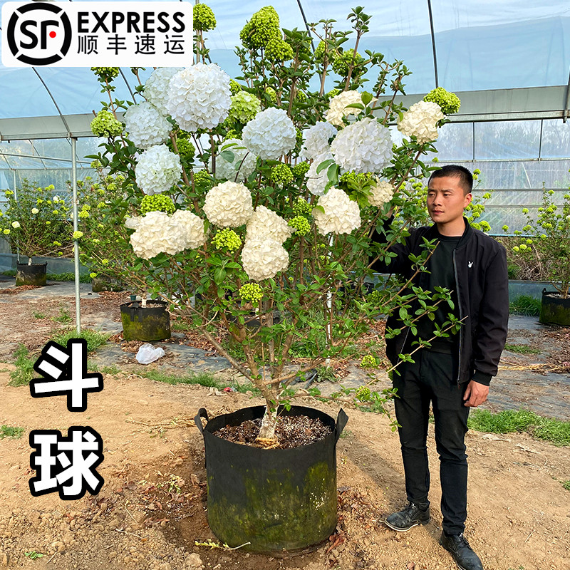 中华木绣球树斗球花白球盆栽苗别墅庭院地栽丛生棒棒糖耐寒耐热