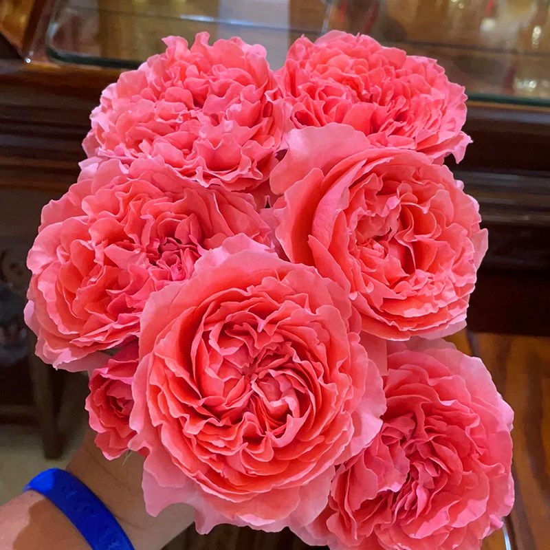 珊瑚果冻月季花苗多季开花阳台盆栽花庭院植物玫瑰花卉勤花