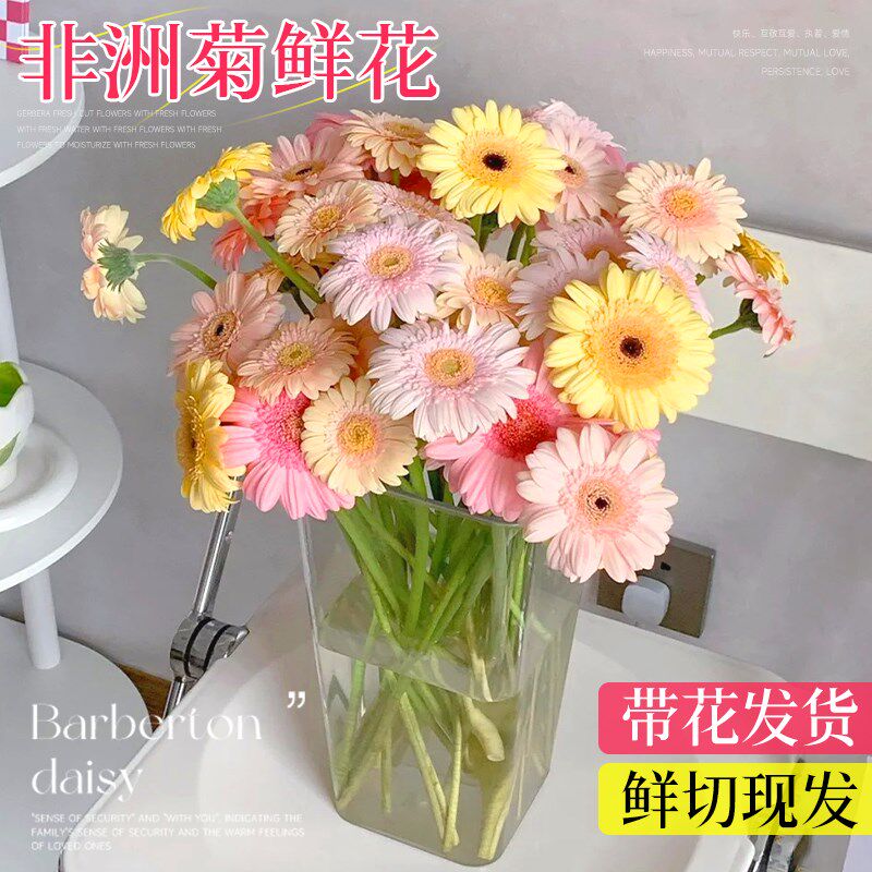 非洲菊鲜花弗朗花鲜切云南基地直发家庭室内养培插花花材