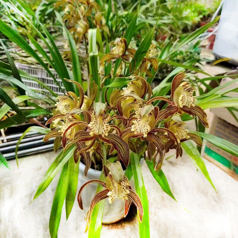 虎头兰花盆栽植物盆景翠绿室外四季长绿 兰花草香兰花蕙兰