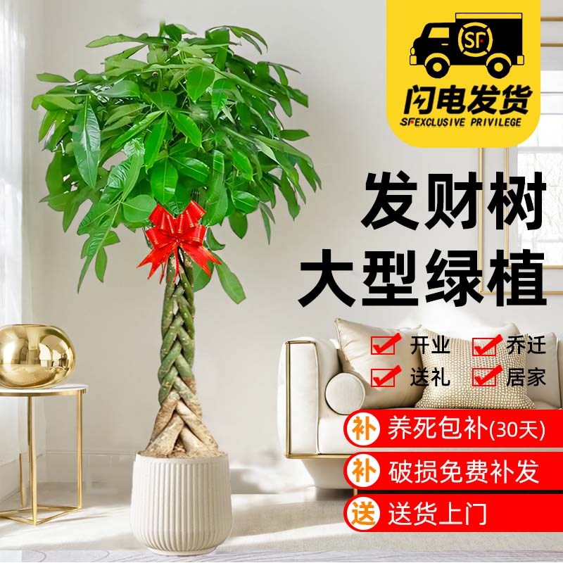 发财树盆栽室内型辫步步独杆招财树棵绿植室盆景