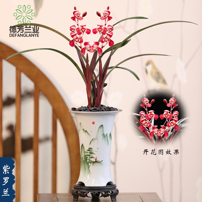 德芳兰业兰花苗建兰紫罗兰盆种好浓香室内阳台花卉绿植盆栽好养